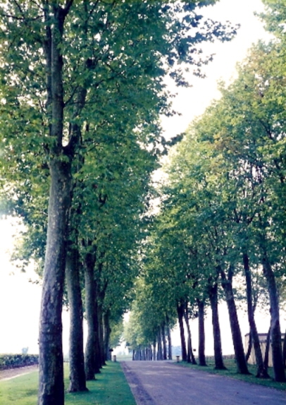 �������̃E�C�X�L�[�����T���ł����H